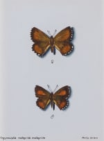 Phillip Grieve; Argyrocupha malagrida malagrida (Scarce Mountain Copper Butterfly) Artwork