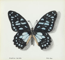Phillip Grieve; Graphium leonidas (Veined Swordtail Butterfly) Artwork