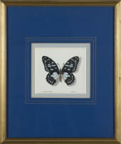 Phillip Grieve; Graphium leonidas (Veined Swordtail Butterfly) Artwork