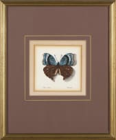 Phillip Grieve; Precis artaxia (African Pansy Butterfly) Artwork