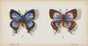Phillip Grieve; Argiolaus silas (Southern Sapphire Butterfly) Artwork