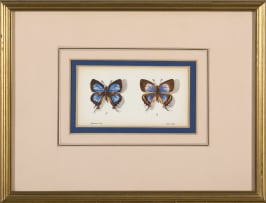Phillip Grieve; Argiolaus silas (Southern Sapphire Butterfly) Artwork