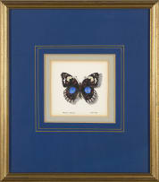 Phillip Grieve; Junonia oenone (Blue Pansy Butterfly) Artwork