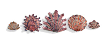 Lucie de Moyencourt; Curated collection of five glazed ceramic shells with coral motifs