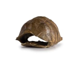 Laurie Wiid van Heerden bronze tortoise shell, 2023