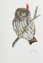 Jeanne Hugo; Pearl-spotted Owl, Witkoluil, Glaucidium Perlatum