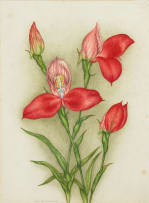Ethel May Dixie; Disa Grandiflora; Erica Cerinthoides; Gladiolus Spathaceus, three