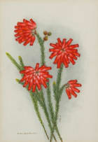 Ethel May Dixie; Disa Grandiflora; Erica Cerinthoides; Gladiolus Spathaceus, three