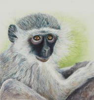 Marian Binder; Vervet Monkey