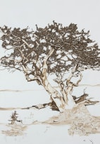 Juliet Boustred; Samara, Shepherd Tree Series