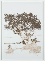 Juliet Boustred; Samara, Shepherd Tree Series