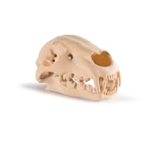 Friday Jibu; Lion Skull