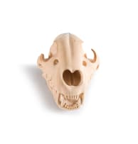 Friday Jibu; Lion Skull