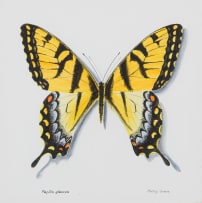 Phillip Grieve; Papilio glaucus (Eastern Tiger Swallowtail Butterfly) Artwork; Papilio Ulysses (Ulysses Butterfly) Artwork, two
