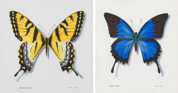 Phillip Grieve; Papilio glaucus (Eastern Tiger Swallowtail Butterfly) Artwork; Papilio Ulysses (Ulysses Butterfly) Artwork, two