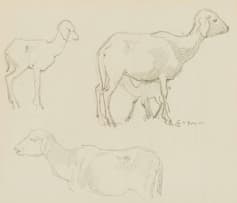 Erich Mayer; Sheep Study