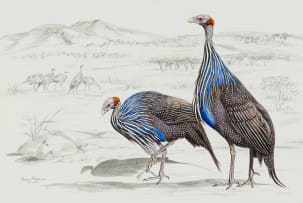 Penny Meakin; Guinea Fowl