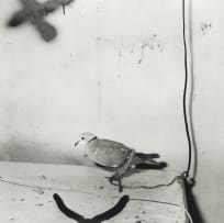 Roger Ballen; Harnessed Dove