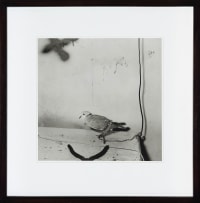 Roger Ballen; Harnessed Dove