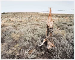 David Goldblatt; Jackal, Kraairivier, between Laingsburg and Sutherland, Northern Cape. 16 August 2003