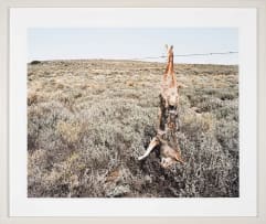 David Goldblatt; Jackal, Kraairivier, between Laingsburg and Sutherland, Northern Cape. 16 August 2003