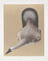 Jules van de Vijver; Birds, portfolio