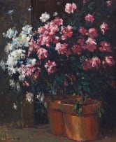 Adriaan Boshoff; Azaleas