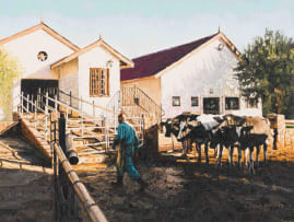 Sipho Ndlovu; Irene Farm in Pretoria