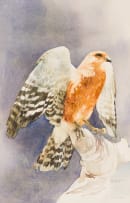 Leigh Voigt; Greater Kestrel Falco Rupicoloides