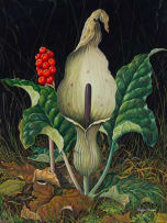 Maggie Oliver; Wild Arum (Lords and Ladies)