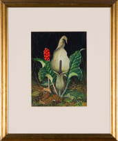 Maggie Oliver; Wild Arum (Lords and Ladies)