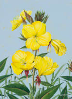 Maggie Oliver; Evening Primrose