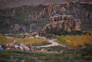 Cederberg; CWG Auction Chenin Blanc; 2023; 24 (4 x 6); 750ml