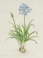 Phil Scott; Agapanthus Praecox