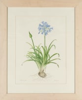 Phil Scott; Agapanthus Praecox