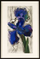 William Kentridge; Dutch Iris