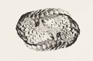 John Moore; Ying-yang Pangolin