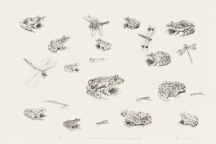 John Moore; Chameleons and Flies; Frogs and Toads, Damsel and Dragonflies, two