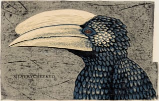 John Moore; The Hornbill Series: Bycanistes Brevis