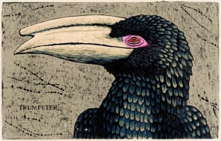 John Moore; The Hornbill Series: Bucanistes (sic) Bucinator