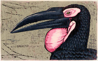 John Moore; The Hornbill Series: Bucorvus Leadbeater