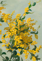 Willem Hermanus Coetzer; Golden Wattle