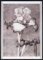William Kentridge; Iris II (In Clamp)