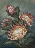 Henry John Dykman; Proteas