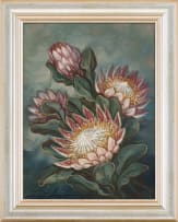 Henry John Dykman; Proteas