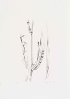 Thijs Nel; Abstract in Green; Botanical Study, two