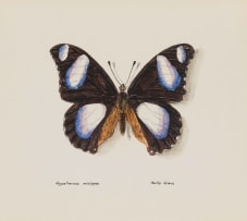 Phillip Grieve; Hypolimnus Misippus (Danaid Eggfly)