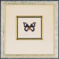 Phillip Grieve; Hypolimnus Misippus (Danaid Eggfly)