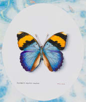 Phillip Grieve; Euphaedra Nephron Nephron (Gold-banded Forester)