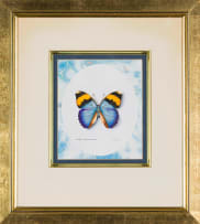 Phillip Grieve; Euphaedra Nephron Nephron (Gold-banded Forester)